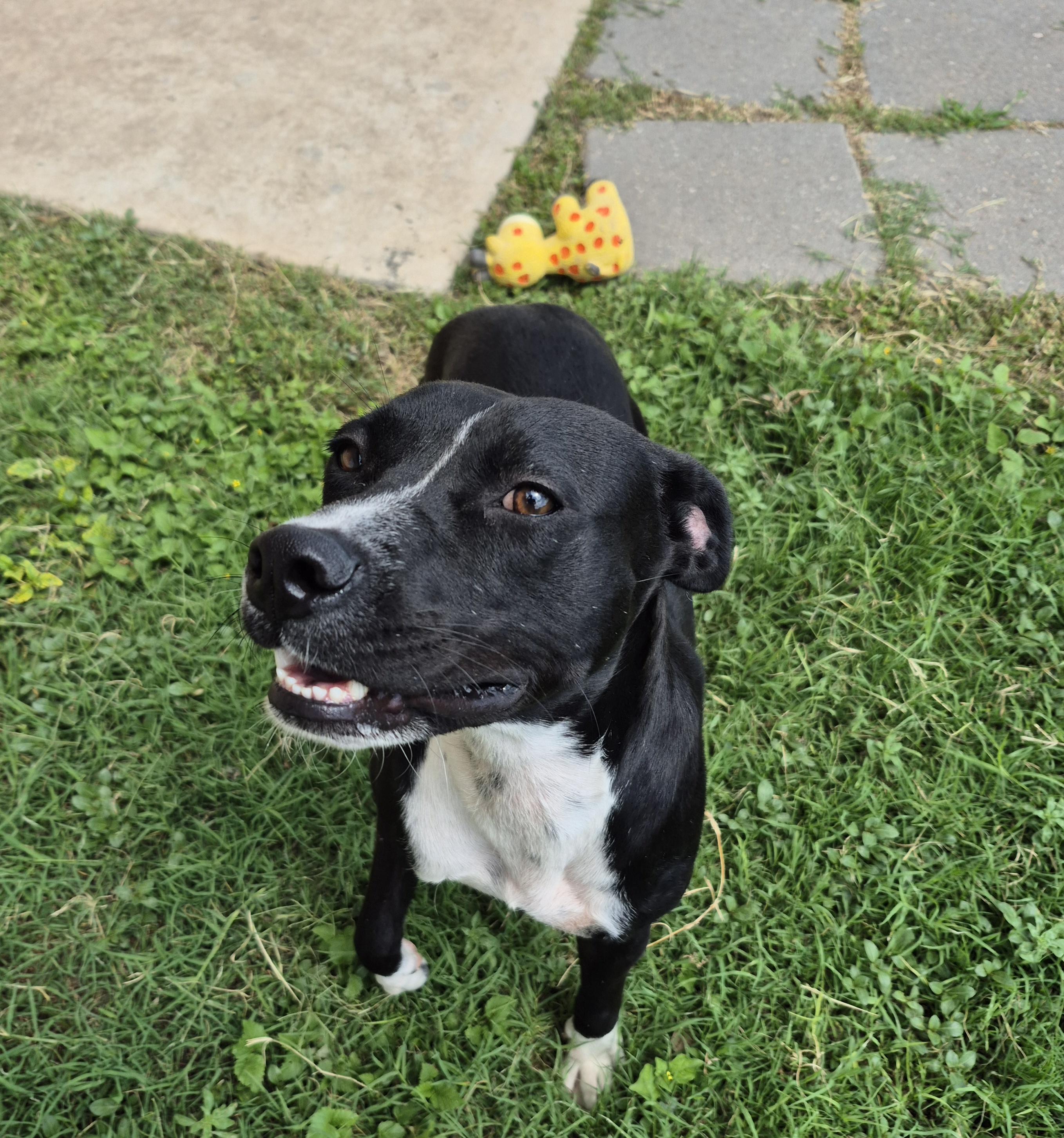 Enlarge Ramona, a ADOPTABLE Mixed Breed in Schertz, TX image 5/5