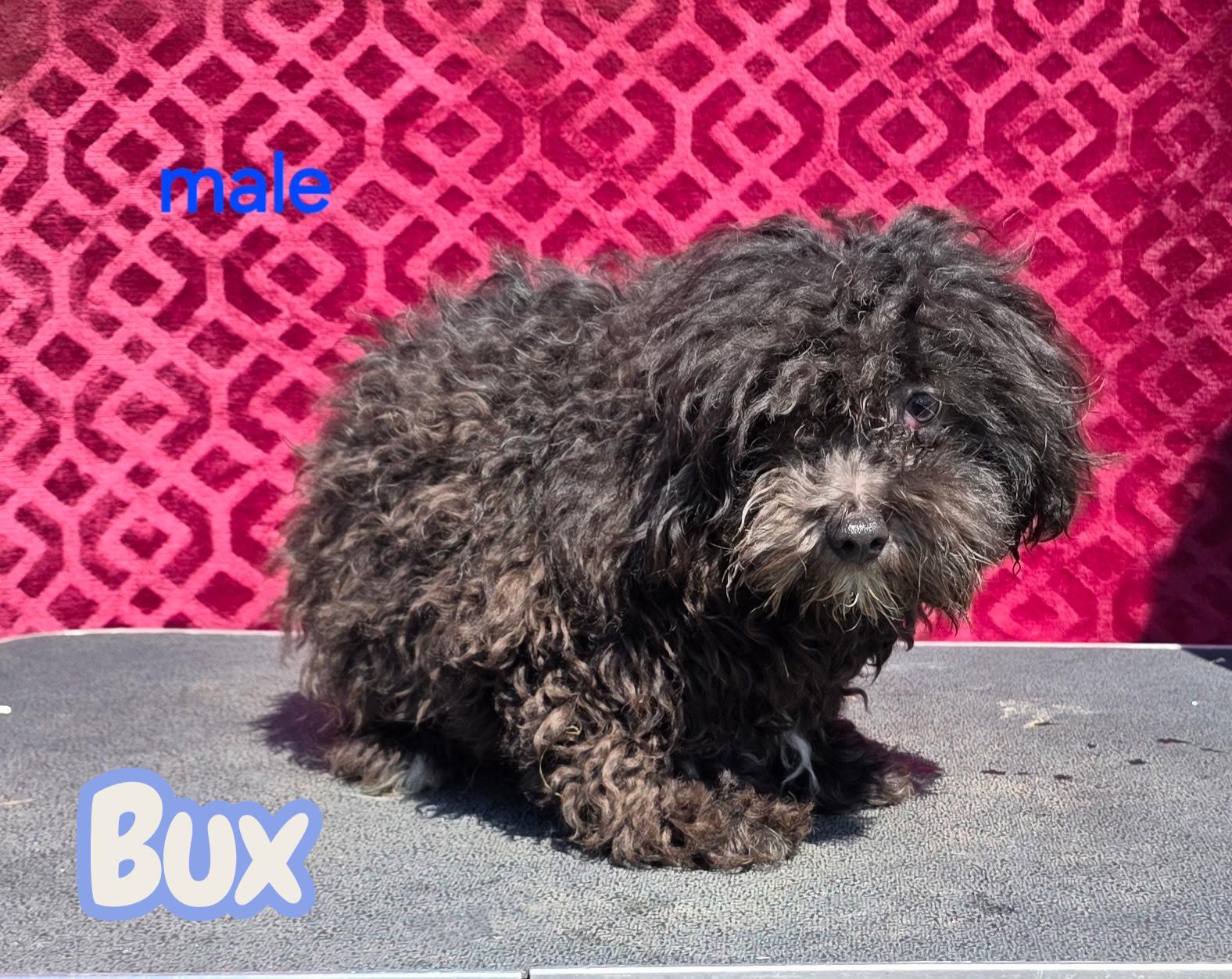 Bux , ADOPTABLE, Puppy Male Havanese & Poodle.