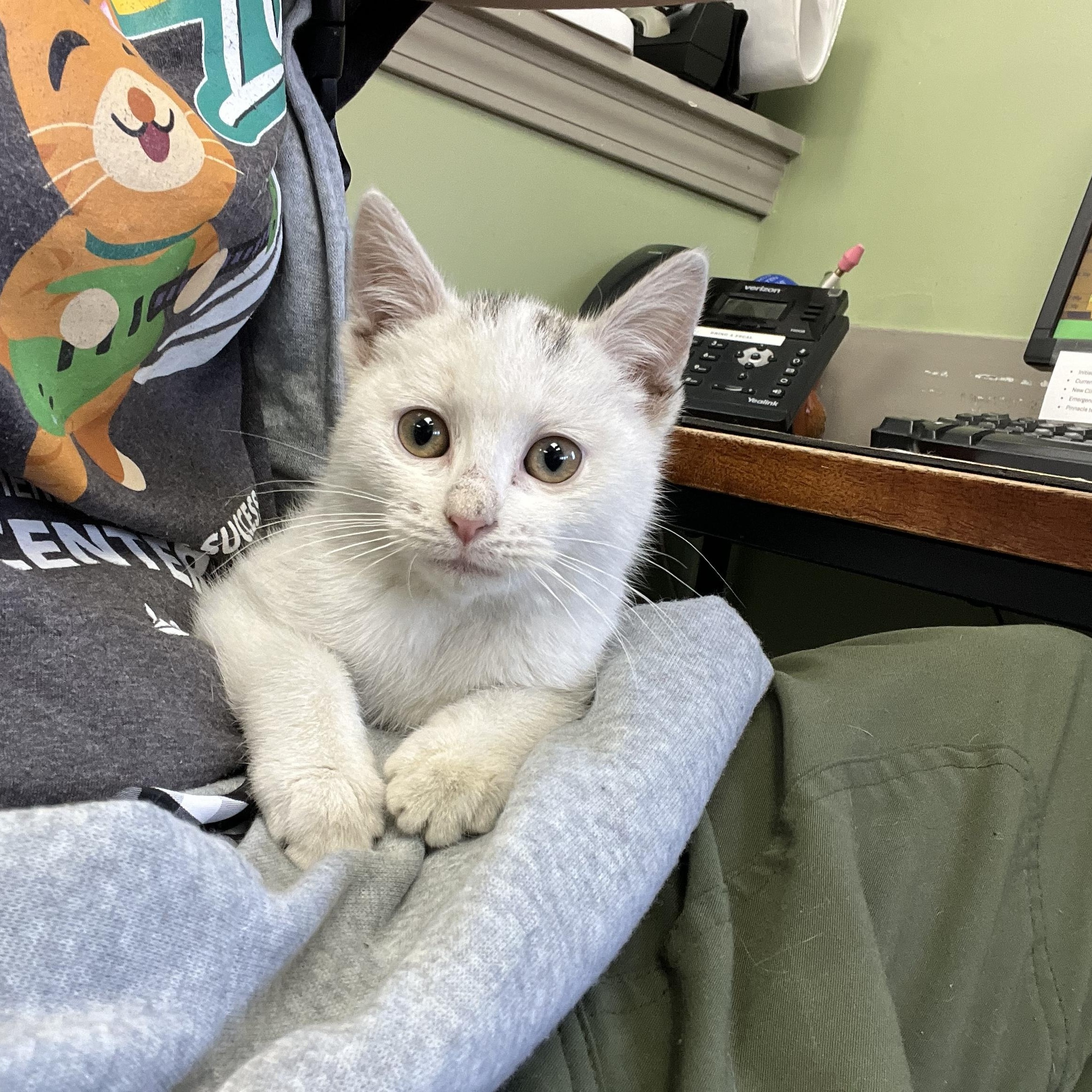 Pearl, adopted, Kitten Female Domestic Short Hair & Siamese.