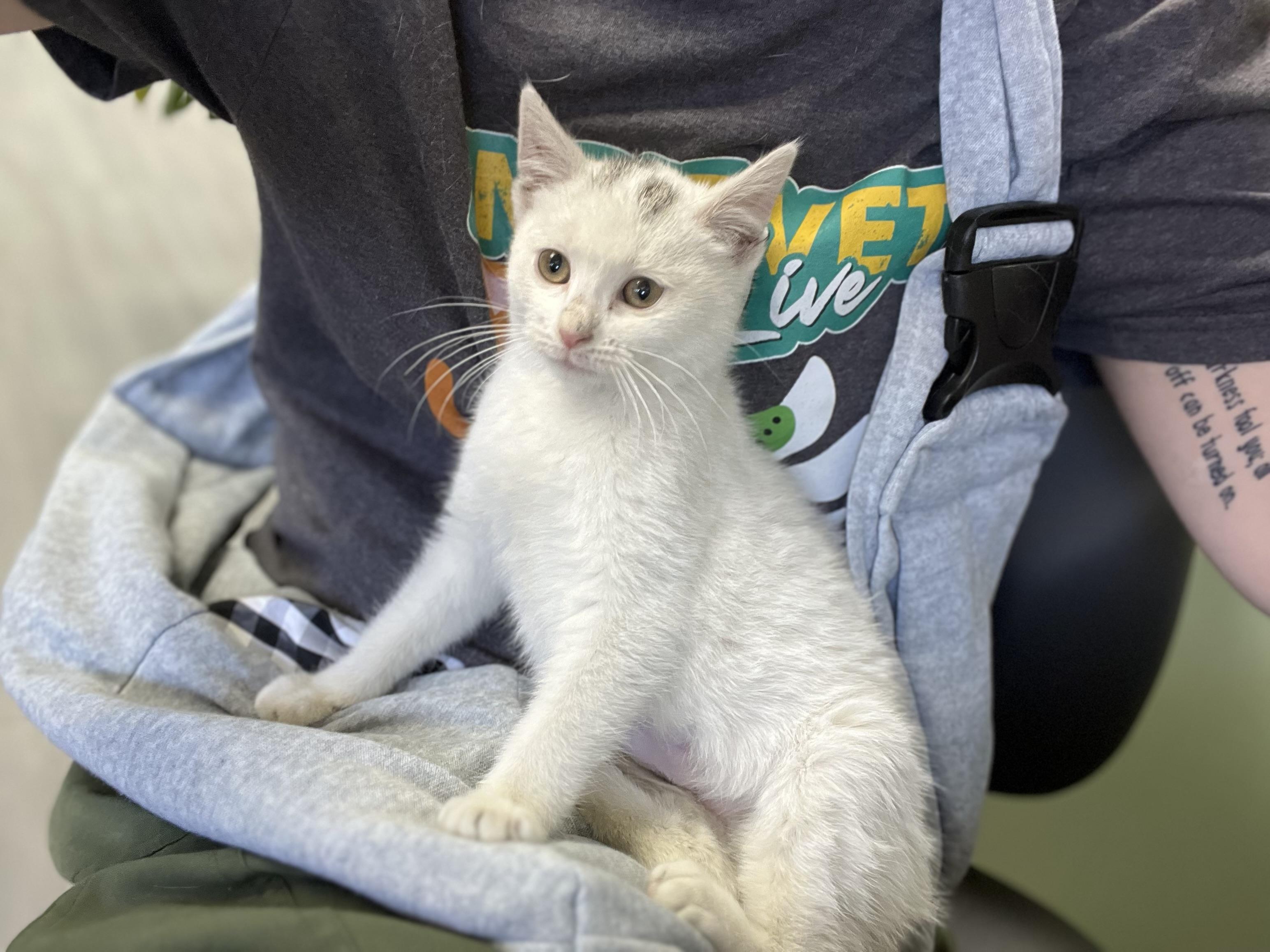 Enlarge Pearl, an adopted mixed breed in Media, PA image 3/5