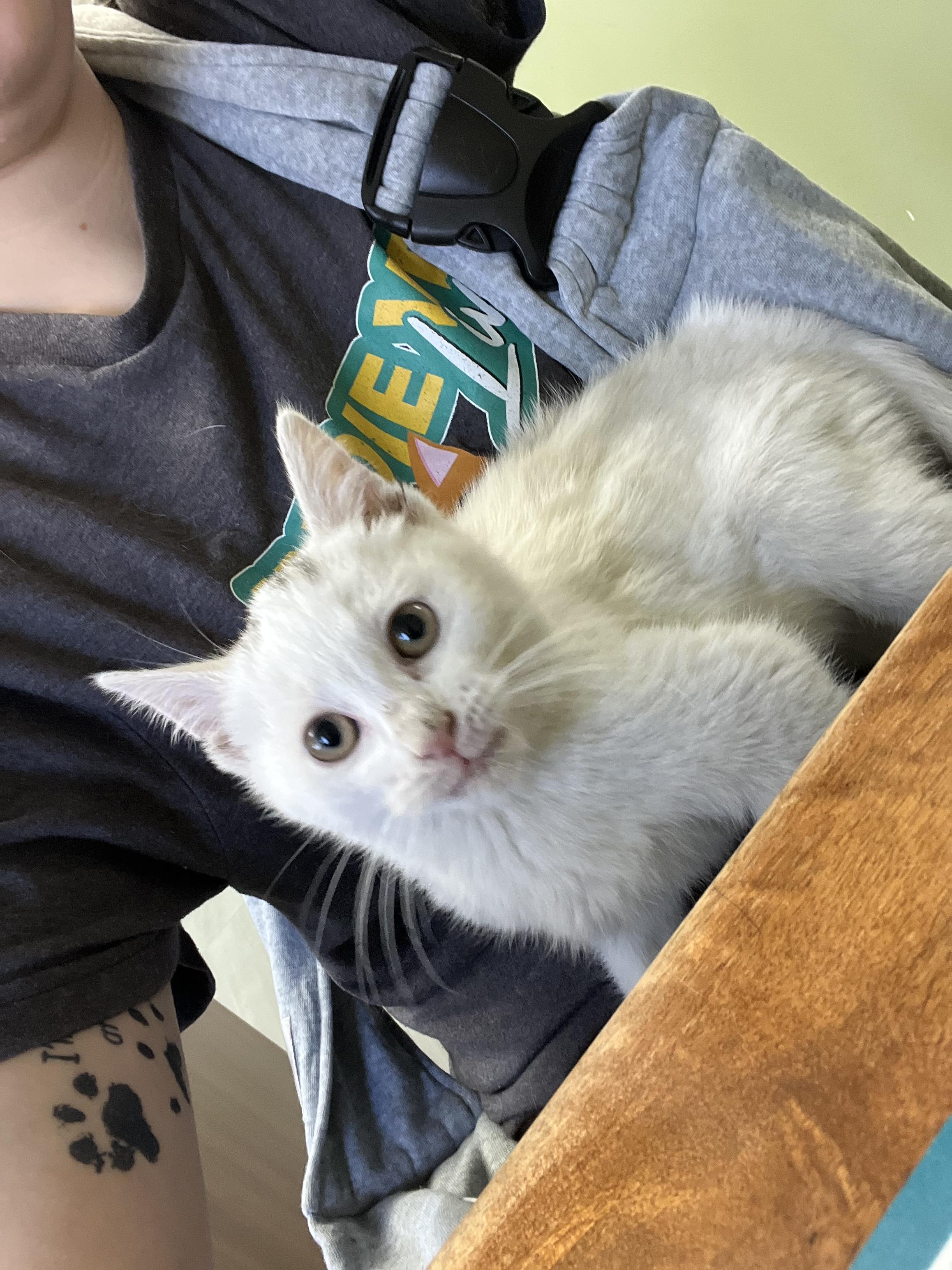 Enlarge Pearl, an adopted mixed breed in Media, PA image 5/5