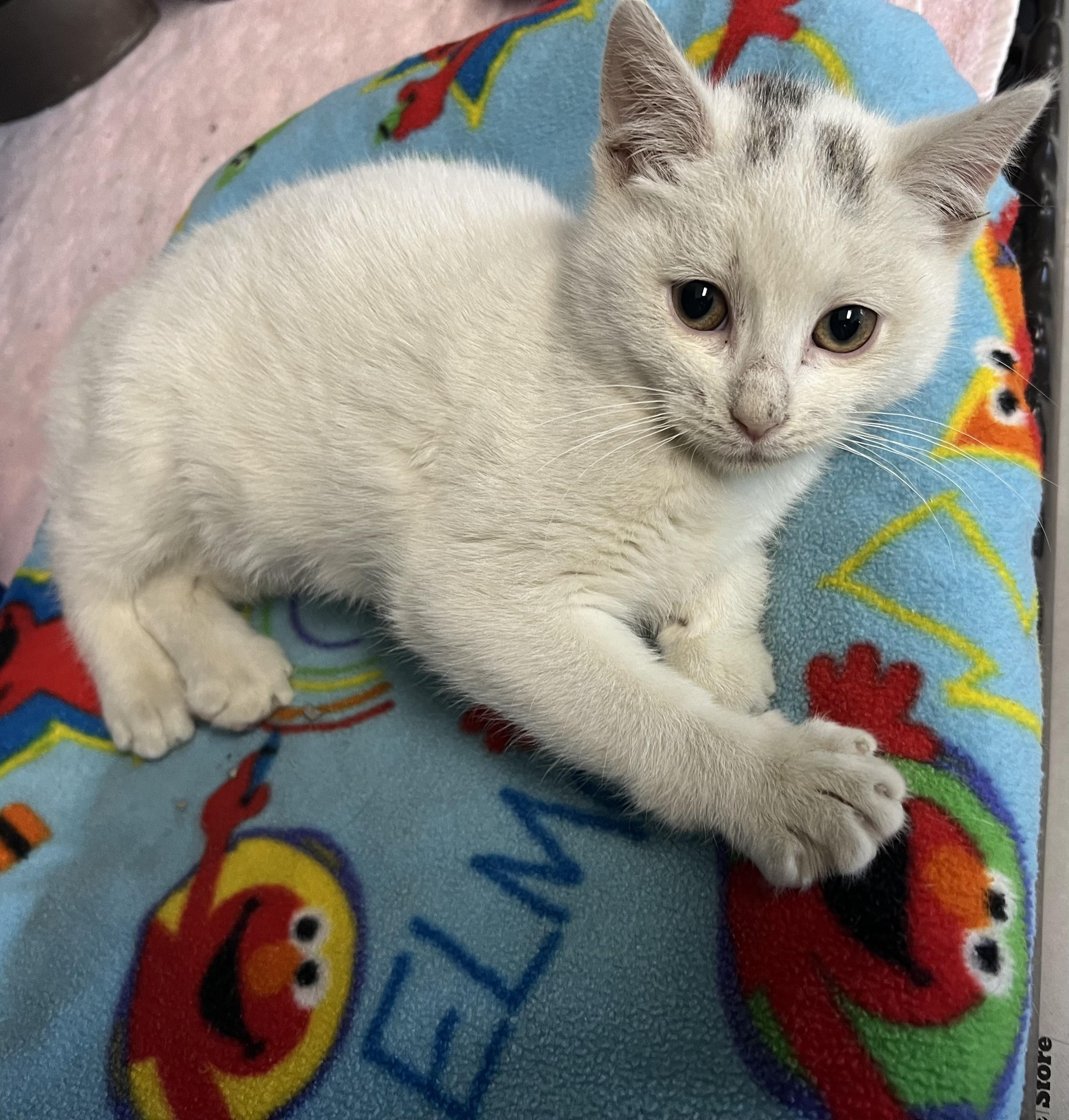 Enlarge Pearl, an adopted mixed breed in Media, PA image 2/5