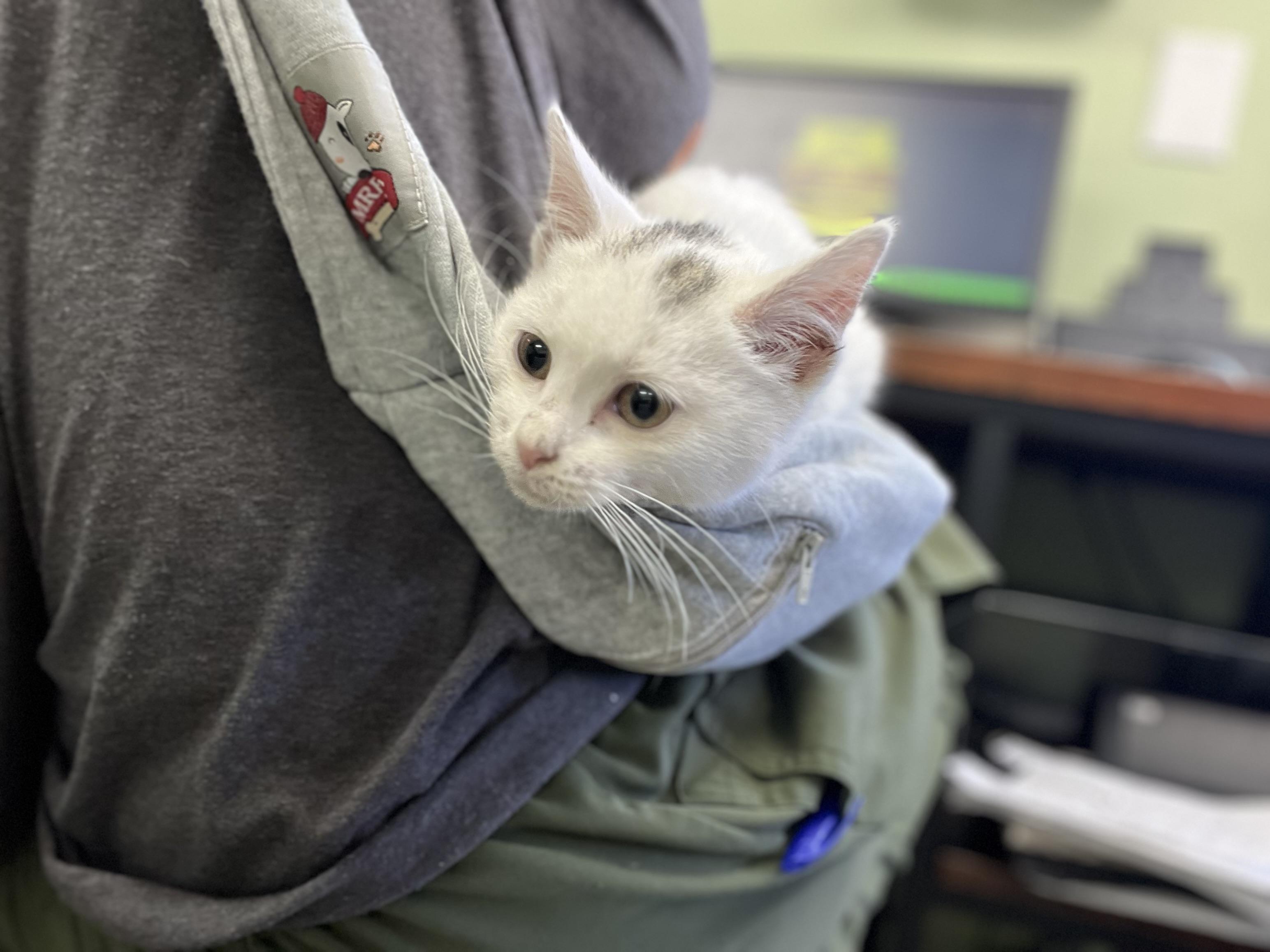 Enlarge Pearl, an adopted mixed breed in Media, PA image 4/5