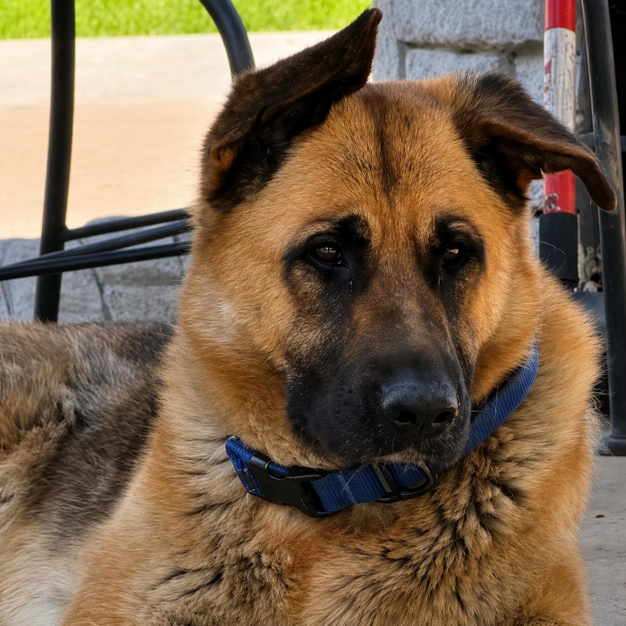 Athena, a ADOPTABLE German Shepherd Dog in Lodi, CA image 1/6