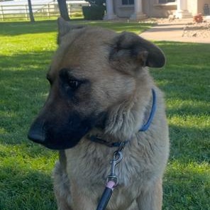Athena, a ADOPTABLE German Shepherd Dog in Lodi, CA image 6/6