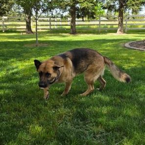 Athena, a ADOPTABLE German Shepherd Dog in Lodi, CA image 2/6