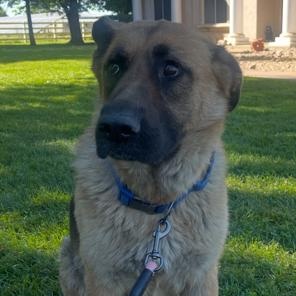 Athena, a ADOPTABLE German Shepherd Dog in Lodi, CA image 4/6