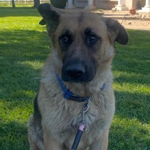 Athena, a ADOPTABLE German Shepherd Dog in Lodi, CA image 3/6