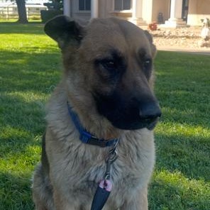 Athena, a ADOPTABLE German Shepherd Dog in Lodi, CA image 5/6