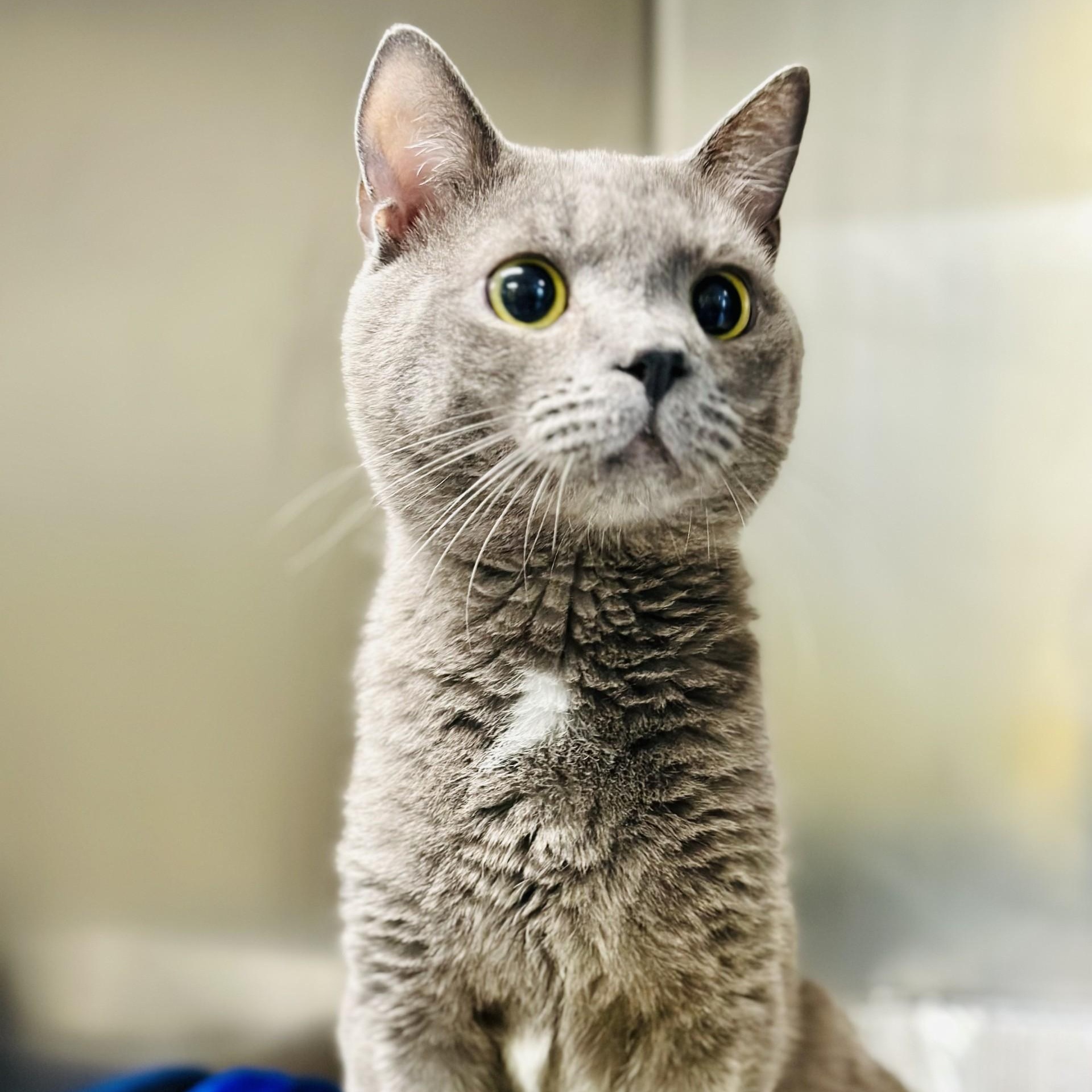 Enlarge Jay , a ADOPTABLE Domestic Short Hair in Jackson, NJ image 2/3