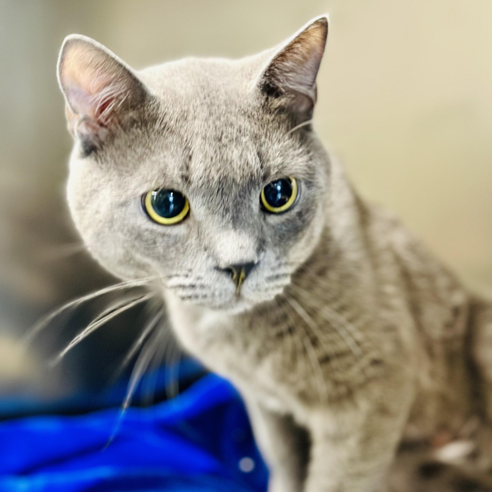 Enlarge Jay , a ADOPTABLE Domestic Short Hair in Jackson, NJ image 3/3