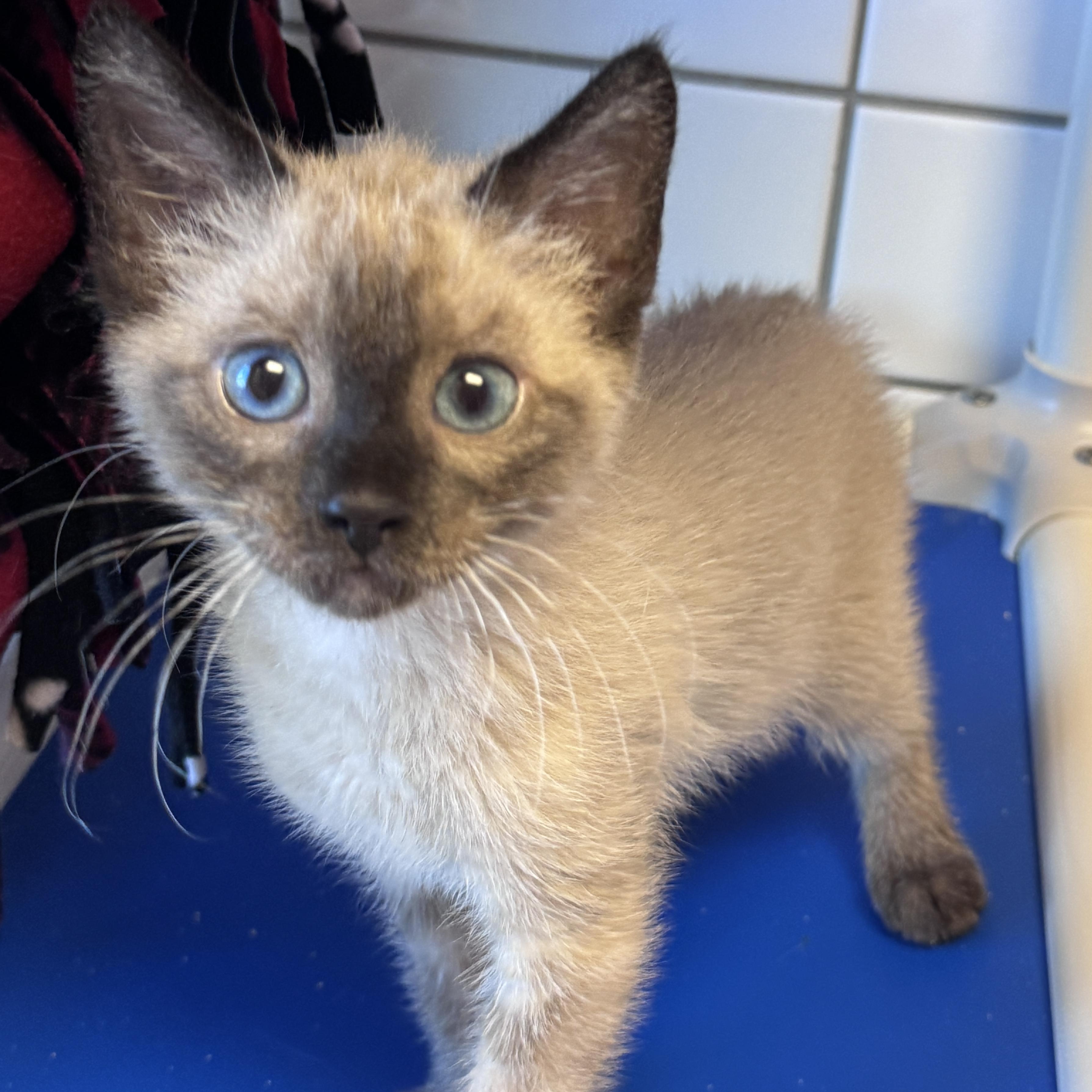 Baela, adopted, Young Female Domestic Short Hair & Siamese.