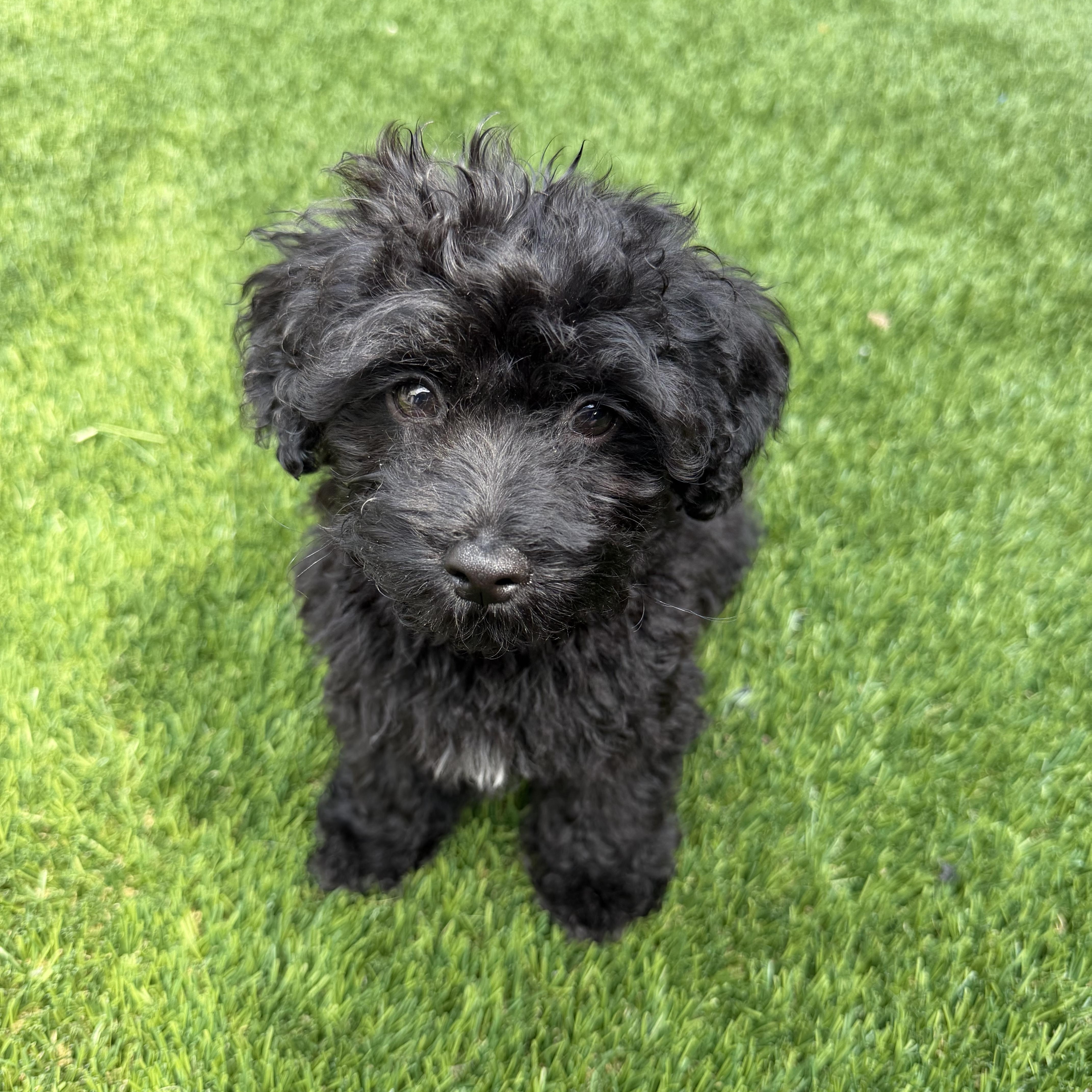 Enlarge Zoey, a Adoptable Goldendoodle in Newark, NJ image 1/4