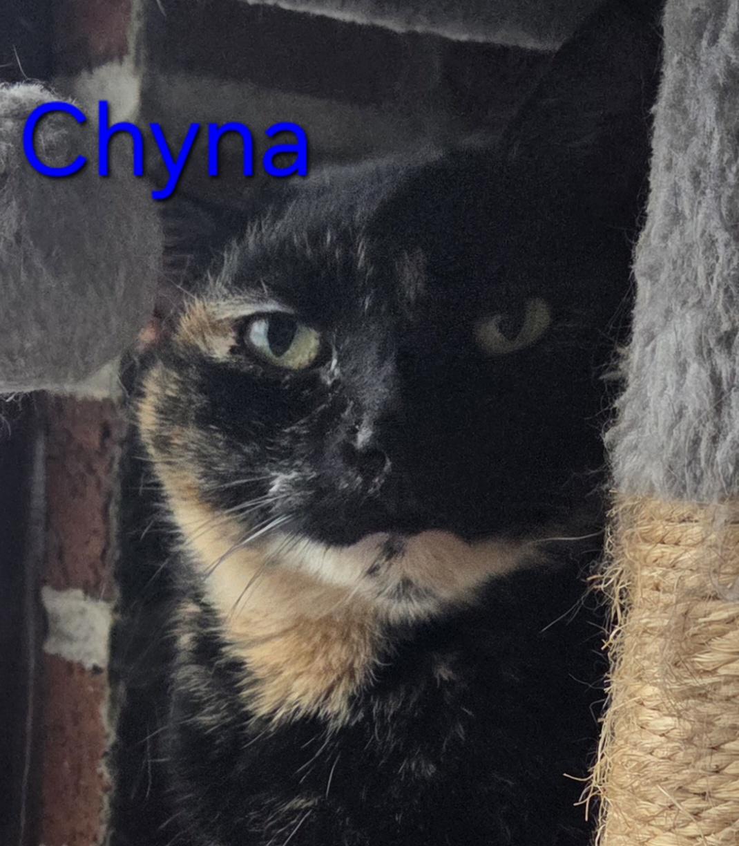 Enlarge Chyna, a ADOPTABLE Tortoiseshell in Greensburg, PA image 1/1