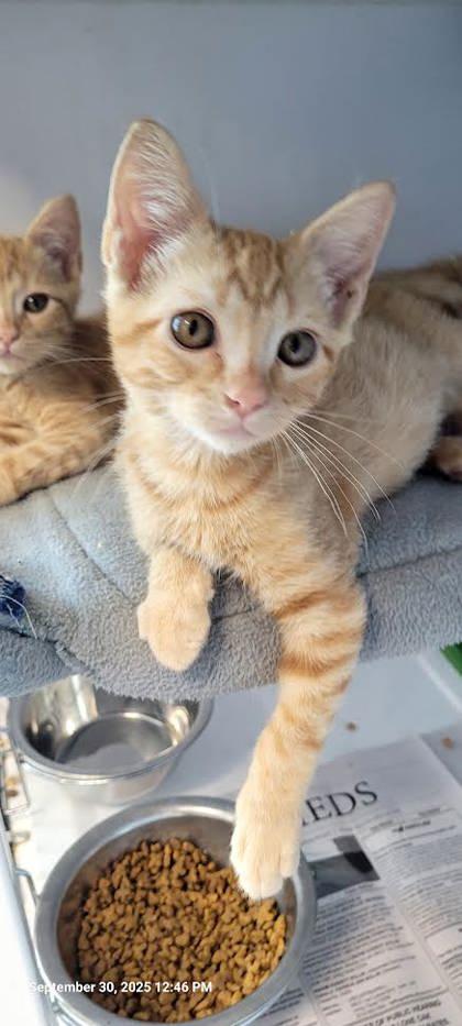 Moe & Curly, an adopted mixed breed in Commerce, TX image 2/3