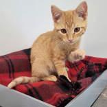 Moe & Curly, an adopted mixed breed in Commerce, TX image 3/3