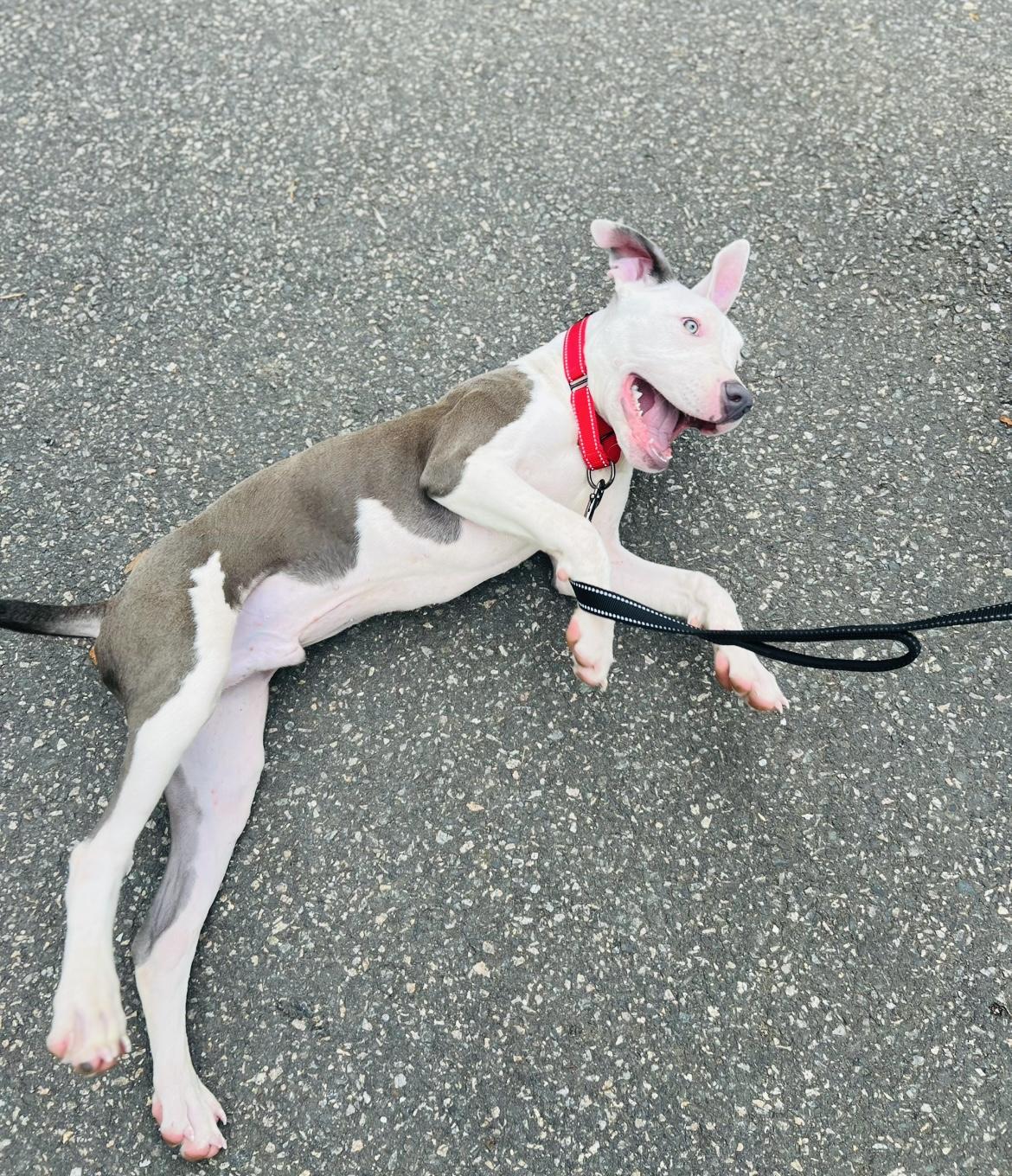 Huck, adopted, Puppy Male Pit Bull Terrier.