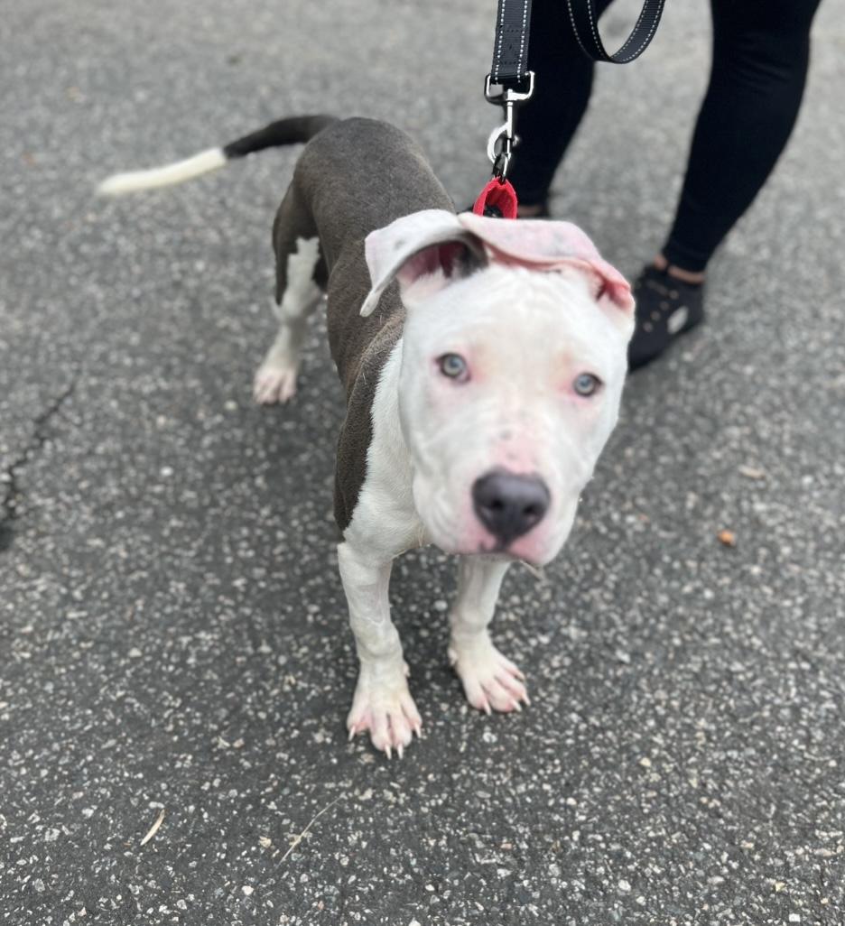 Enlarge Huck, an adopted Pit Bull Terrier in Hamburg, NJ image 2/4