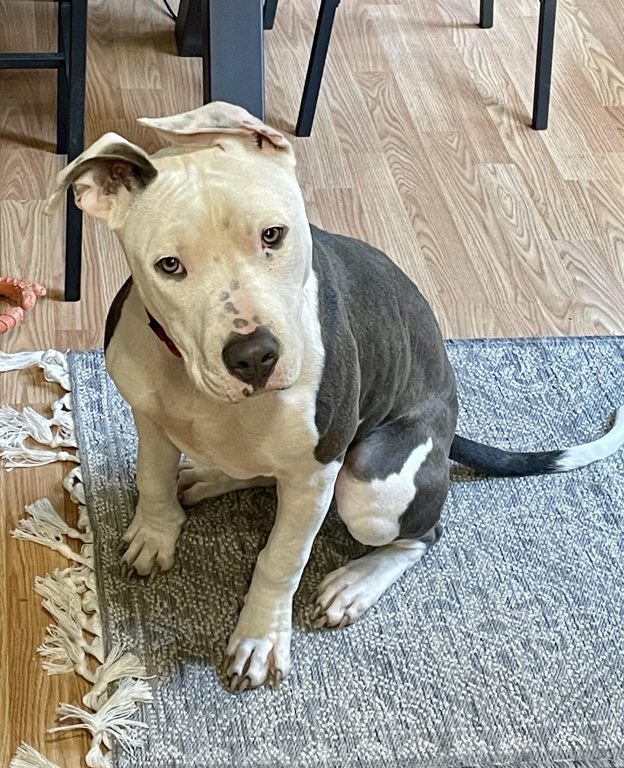 Enlarge Huck, an adopted Pit Bull Terrier in Hamburg, NJ image 3/4