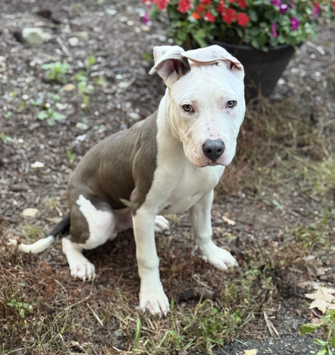 Enlarge Huck, an adopted Pit Bull Terrier in Hamburg, NJ image 4/4