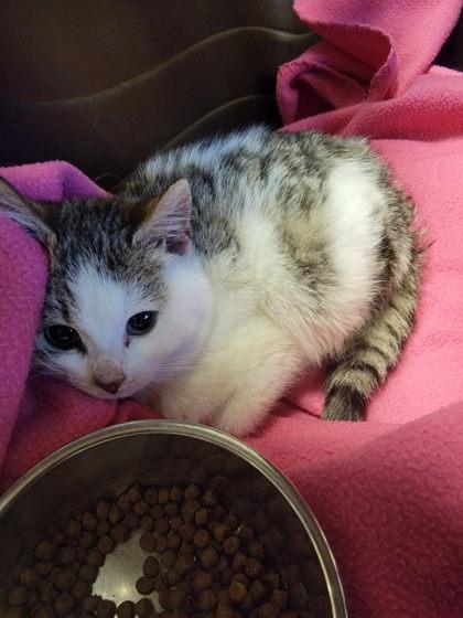 Rupert, Adoptable, Kitten Male Domestic Short Hair & Domestic Short Hair.