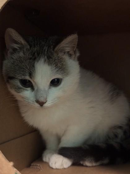 Rupert, a Adoptable mixed breed in Harbor Springs, MI image 2/2