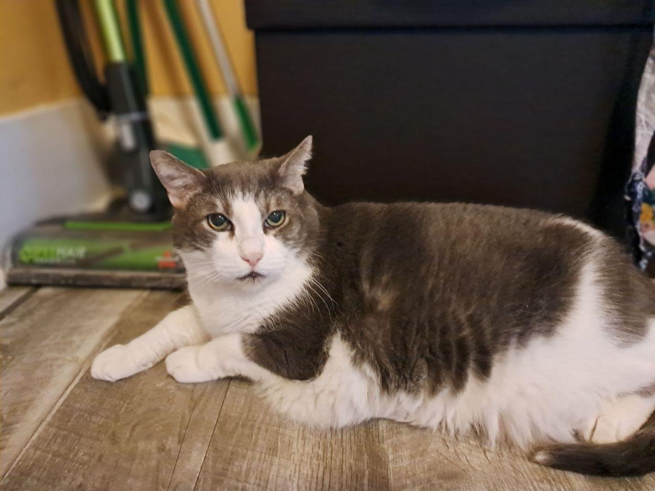 Henry, Adoptable, Senior Male Domestic Short Hair.