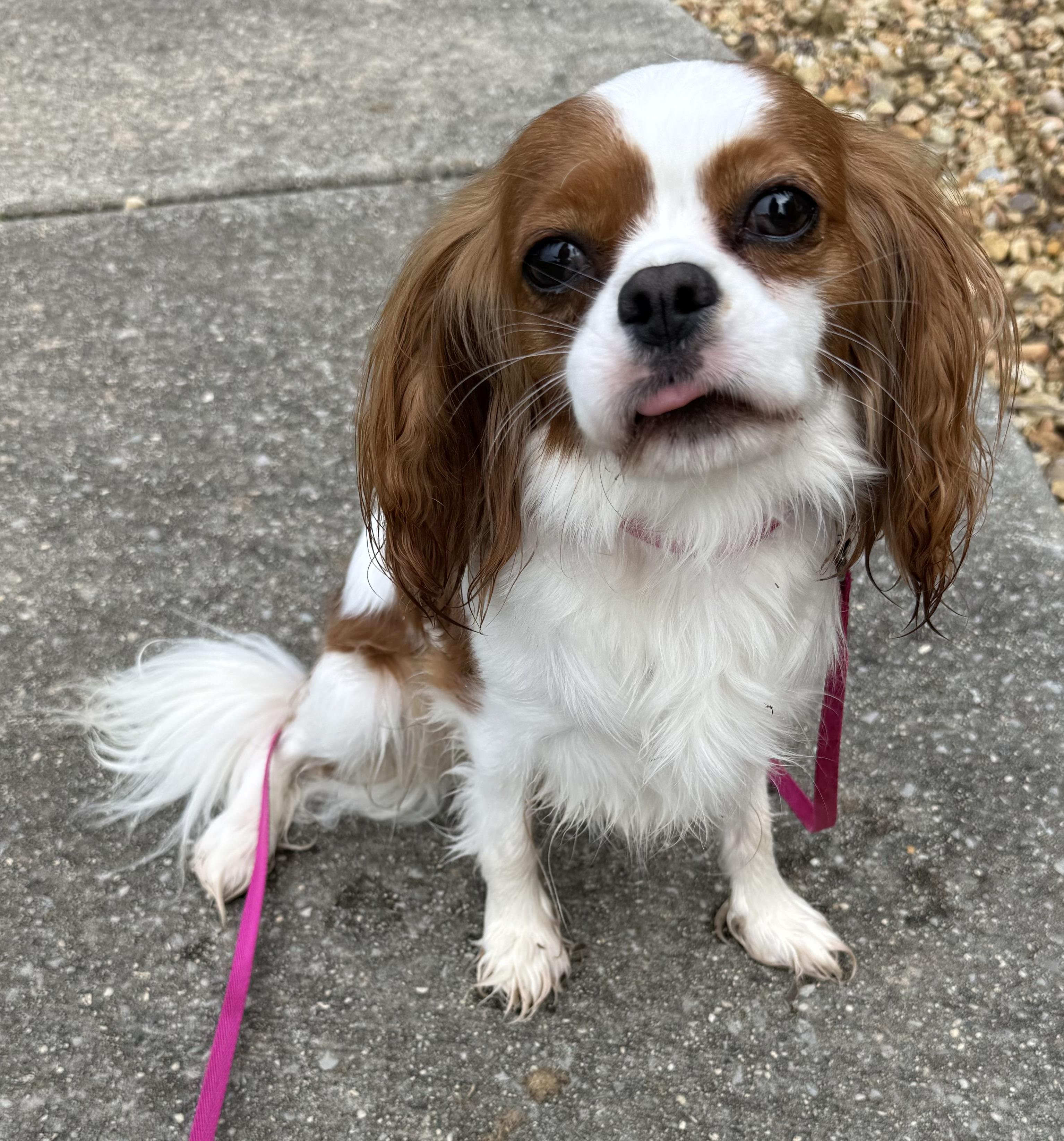 Enlarge Mango, an adopted Cavalier King Charles Spaniel in Hartselle, AL image 3/4
