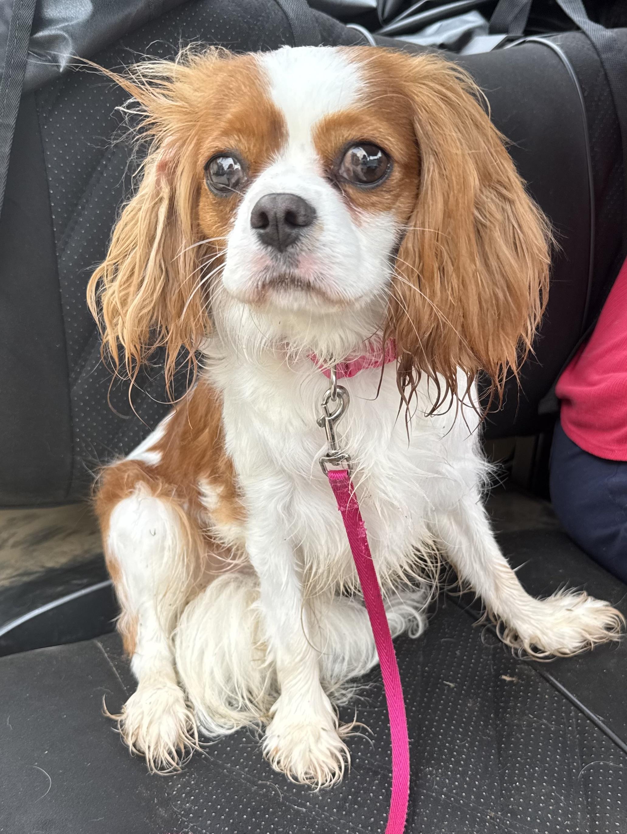 Mango, adopted, Adult Female Cavalier King Charles Spaniel.