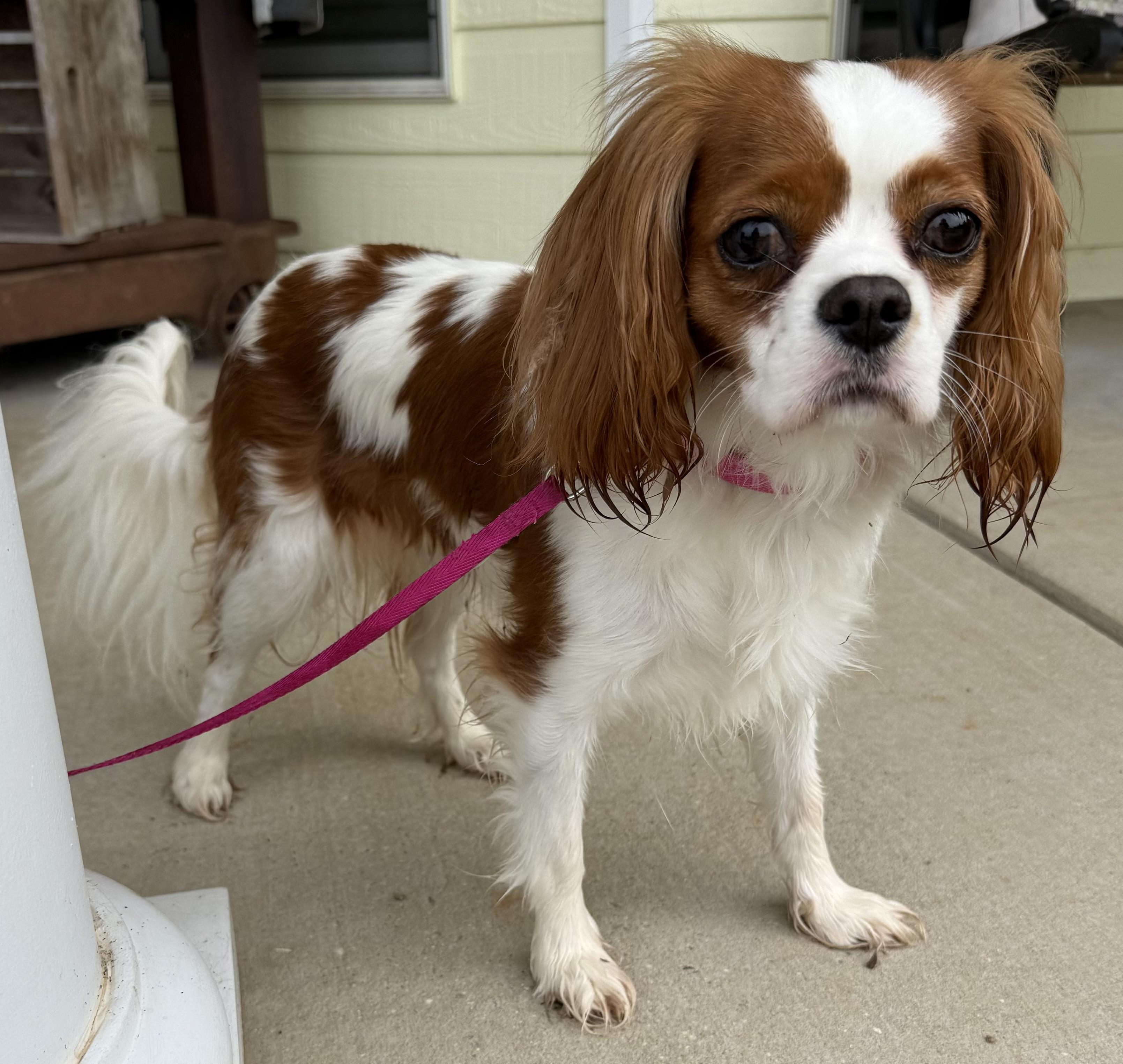 Enlarge Mango, an adopted Cavalier King Charles Spaniel in Hartselle, AL image 4/4