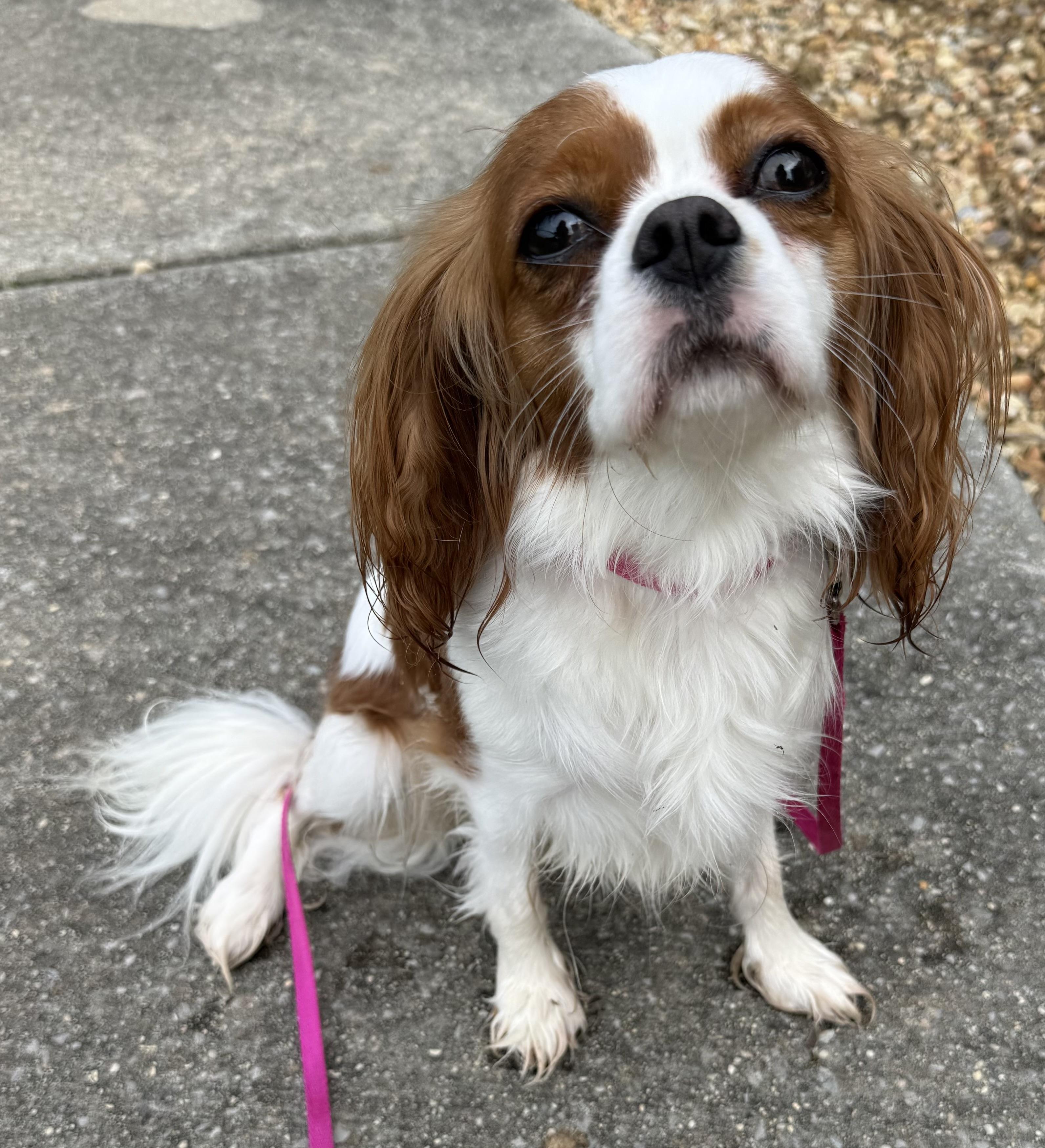 Enlarge Mango, an adopted Cavalier King Charles Spaniel in Hartselle, AL image 2/4