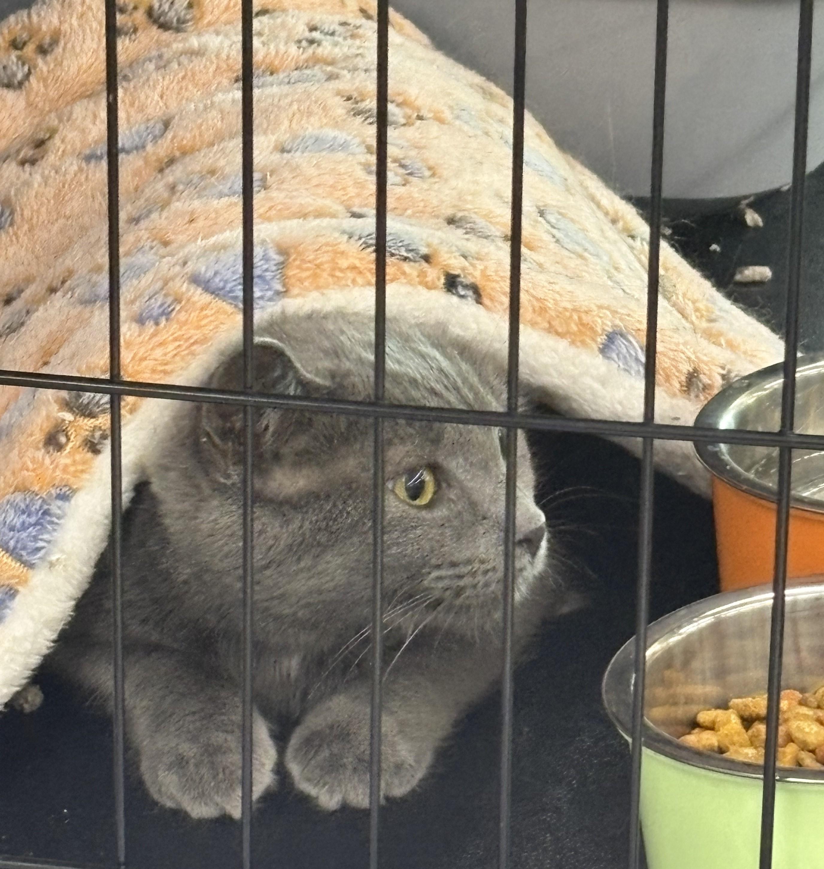 Willow, Adopted, Young Female Domestic Short Hair.