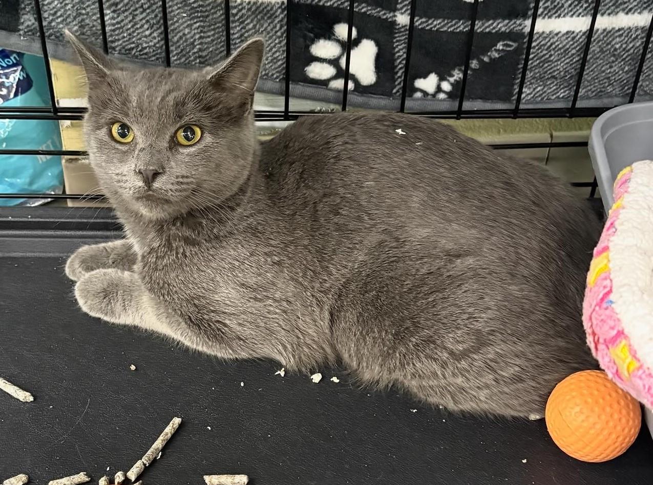 Enlarge Willow, a Adopted Domestic Short Hair in Allison Park, PA image 2/2