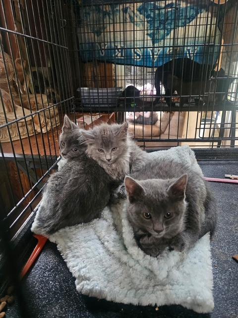 Enlarge Sweetie, a ADOPTABLE Russian Blue in Eagle Point, OR image 1/1