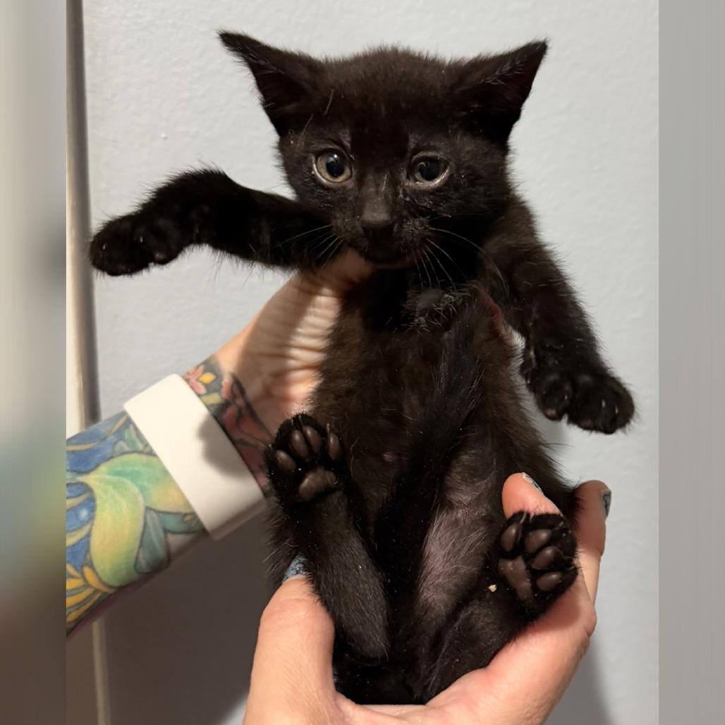 Rory, Adoptable, Young Female Domestic Short Hair.