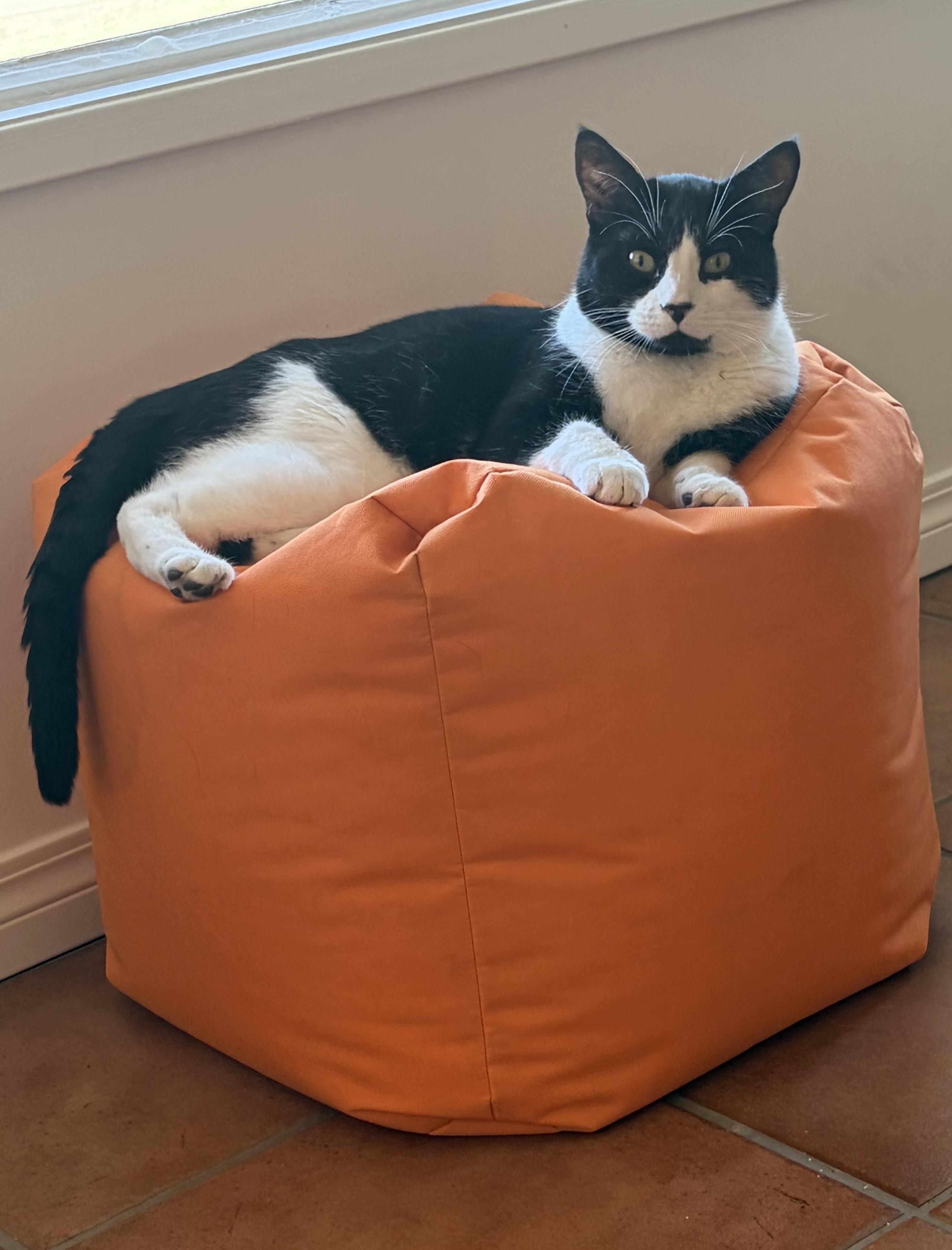 Enlarge Chestnut, a ADOPTABLE Domestic Short Hair in Calgary, AB image 4/5