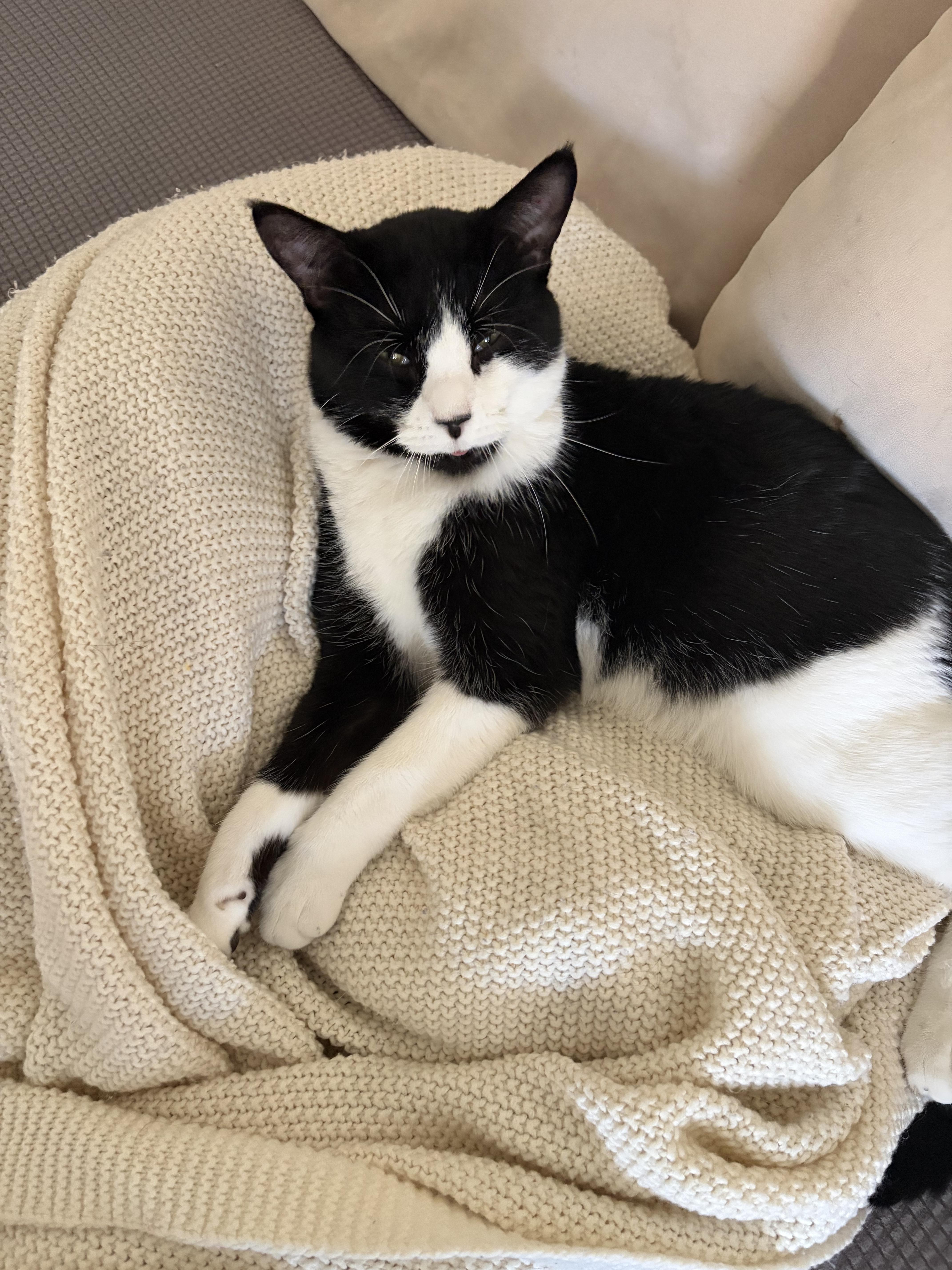 Enlarge Chestnut, a ADOPTABLE Domestic Short Hair in Calgary, AB image 5/5