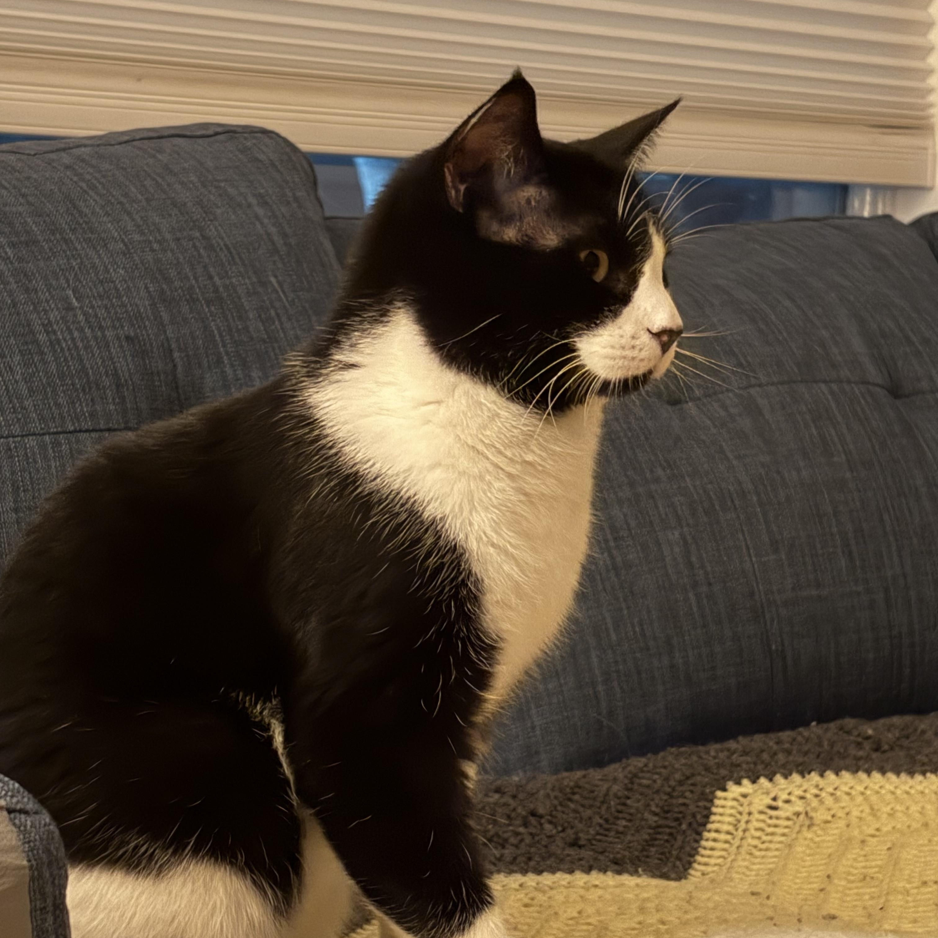 Enlarge Chestnut, a ADOPTABLE Domestic Short Hair in Calgary, AB image 1/5