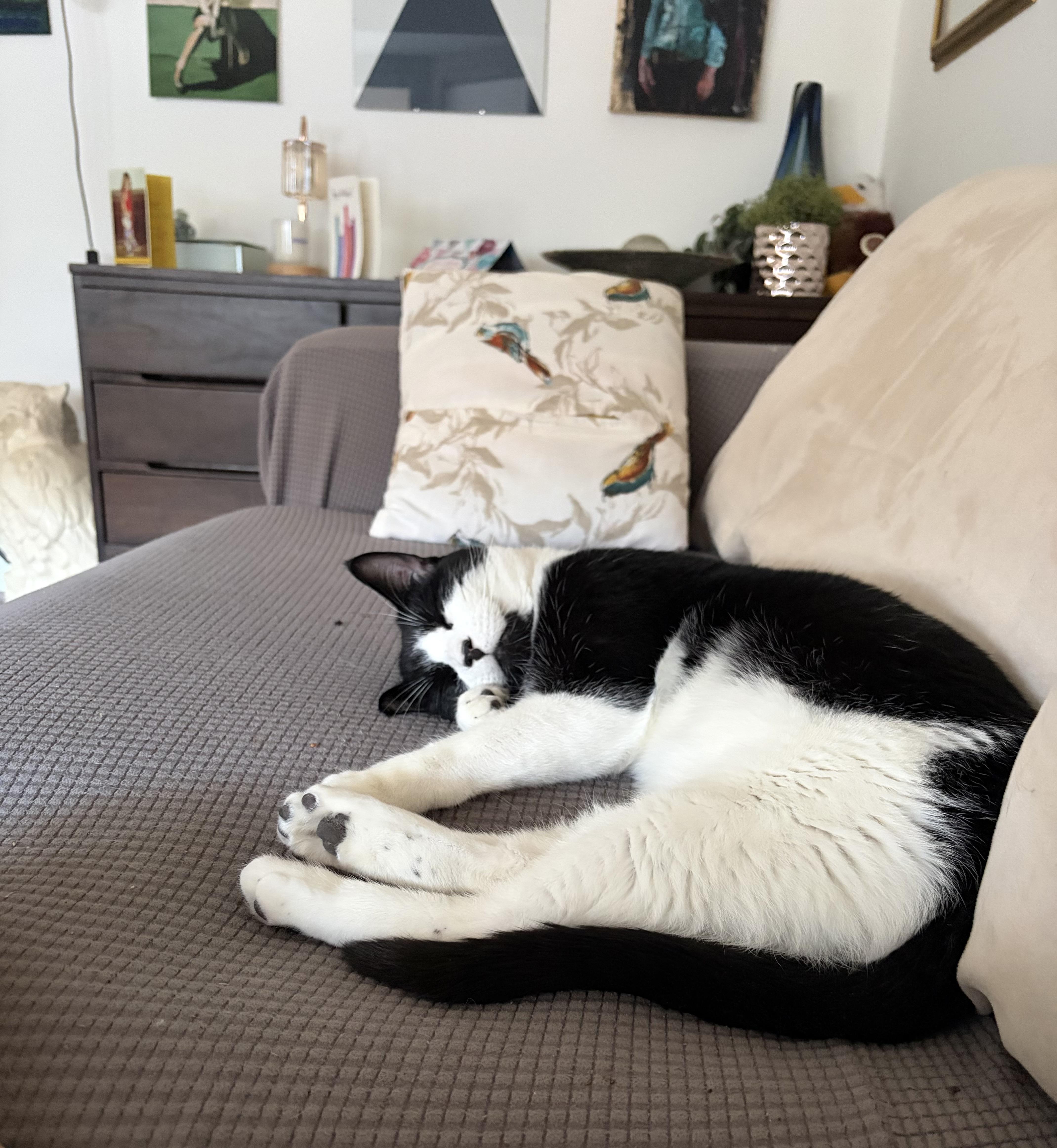 Enlarge Chestnut, a ADOPTABLE Domestic Short Hair in Calgary, AB image 3/5