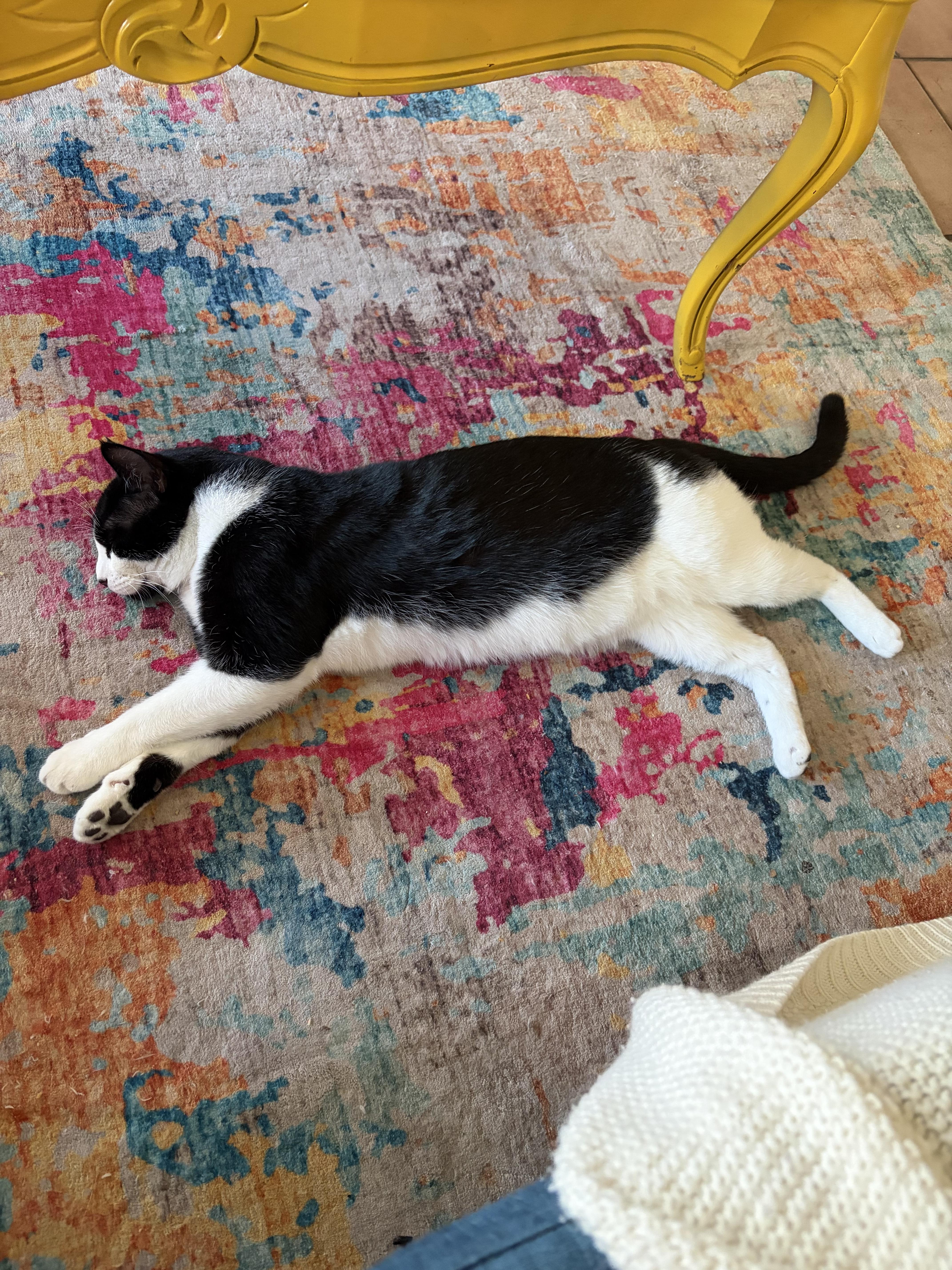 Enlarge Chestnut, a ADOPTABLE Domestic Short Hair in Calgary, AB image 2/5
