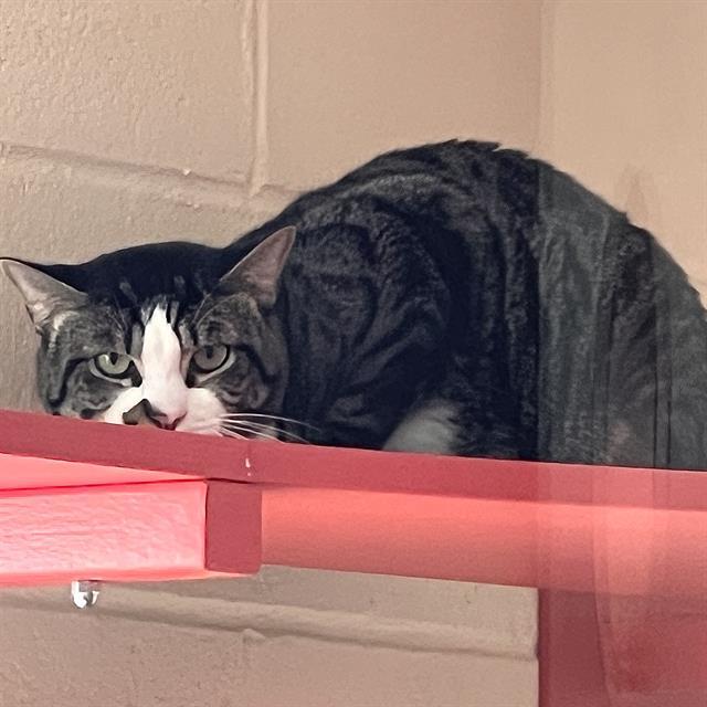 SUNSHINE, Adoptable, Young Male Domestic Short Hair.