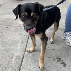 Kobe, Adoptable, Senior Male Mixed Breed.