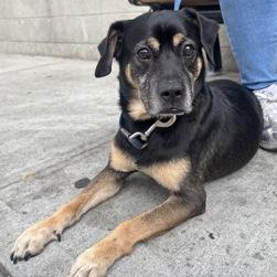 Enlarge Kobe, a Adoptable Mixed Breed in Brooklyn, NY image 2/6