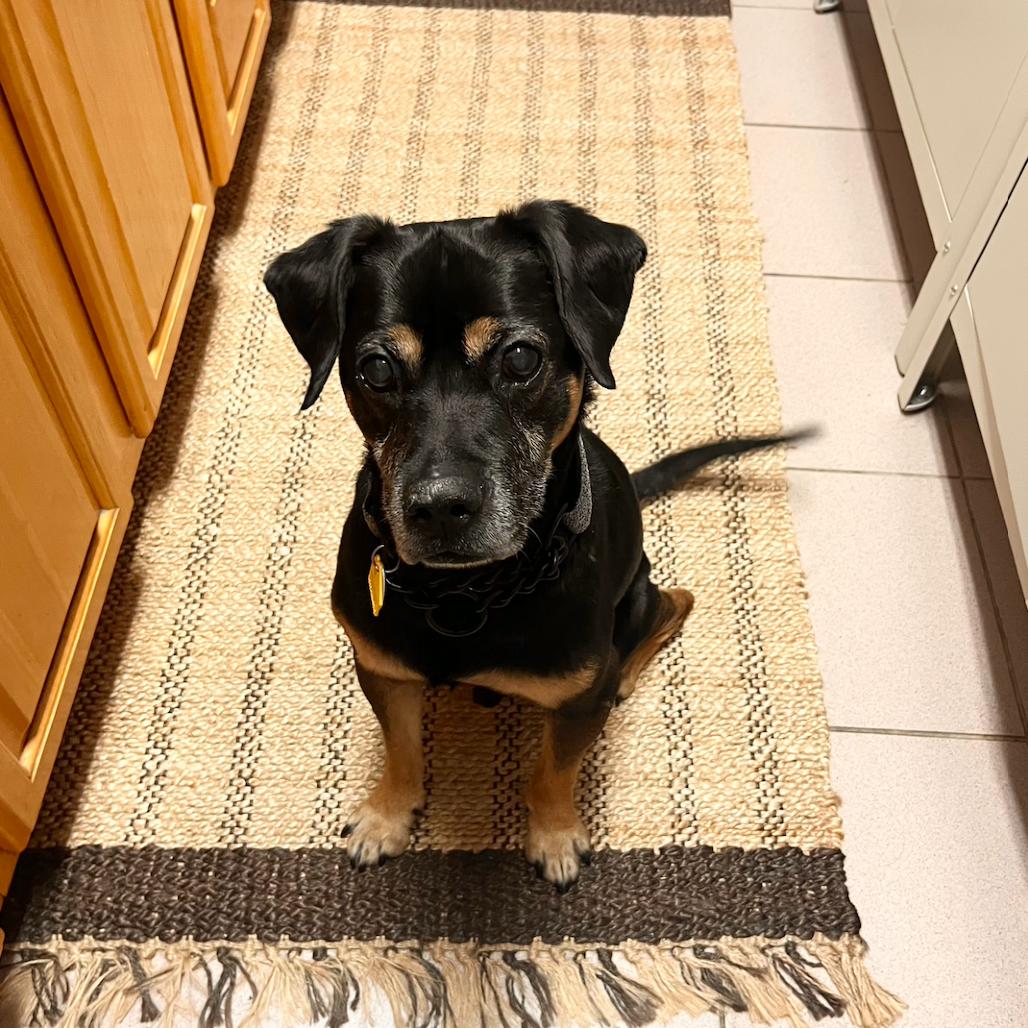 Enlarge Kobe, a Adoptable Mixed Breed in Brooklyn, NY image 3/6
