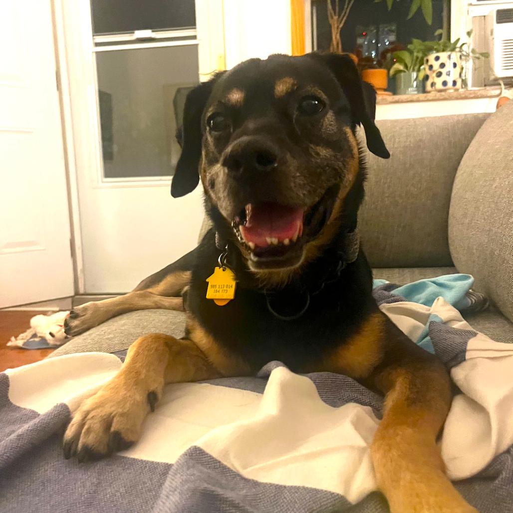 Enlarge Kobe, a Adoptable Mixed Breed in Brooklyn, NY image 4/6