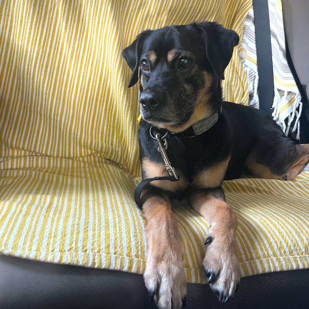 Enlarge Kobe, a Adoptable Mixed Breed in Brooklyn, NY image 5/6