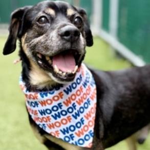 Enlarge Kobe, a Adoptable Mixed Breed in Brooklyn, NY image 6/6