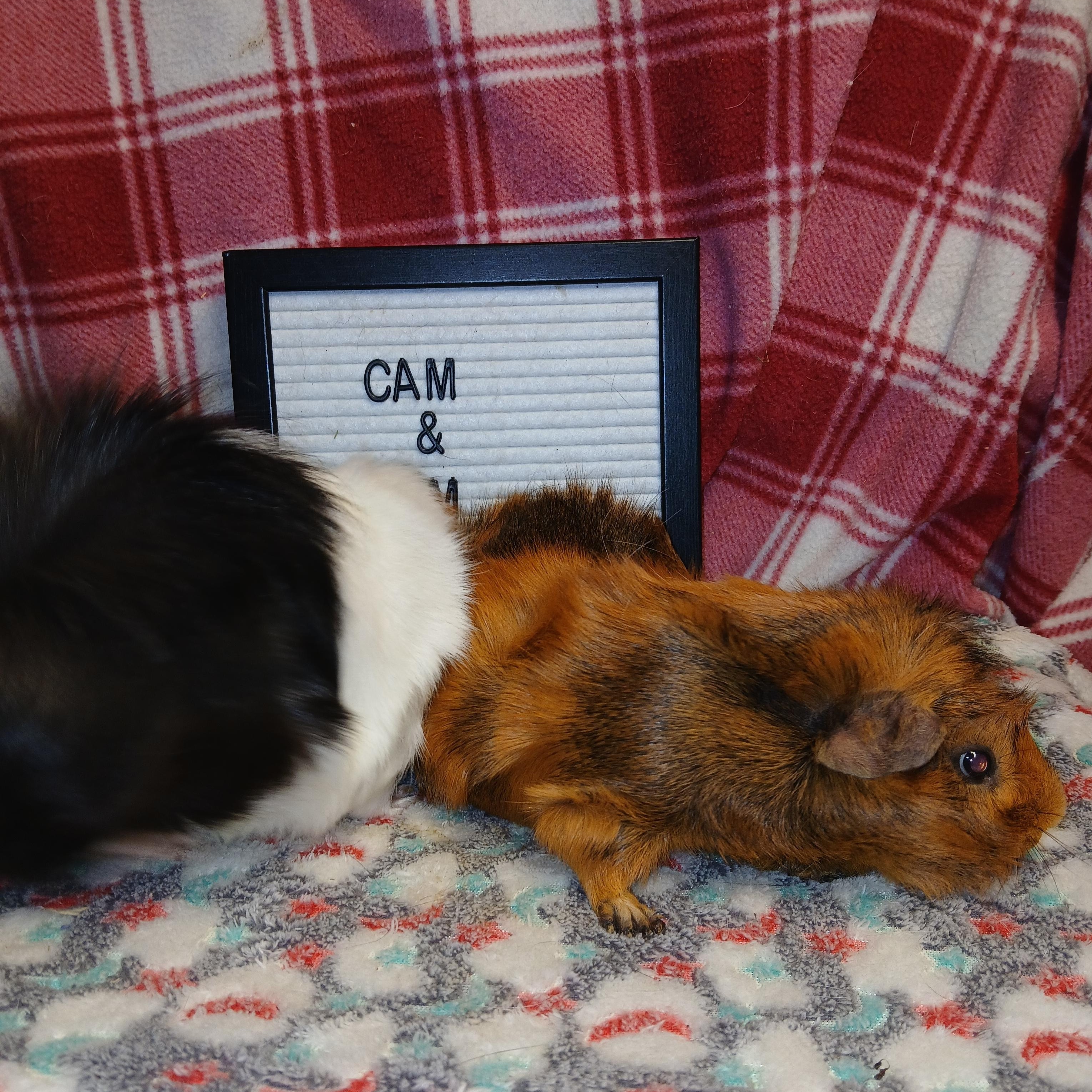 Sam and Cam, an adoptable Abyssinian in Dearborn, MO image 6/6