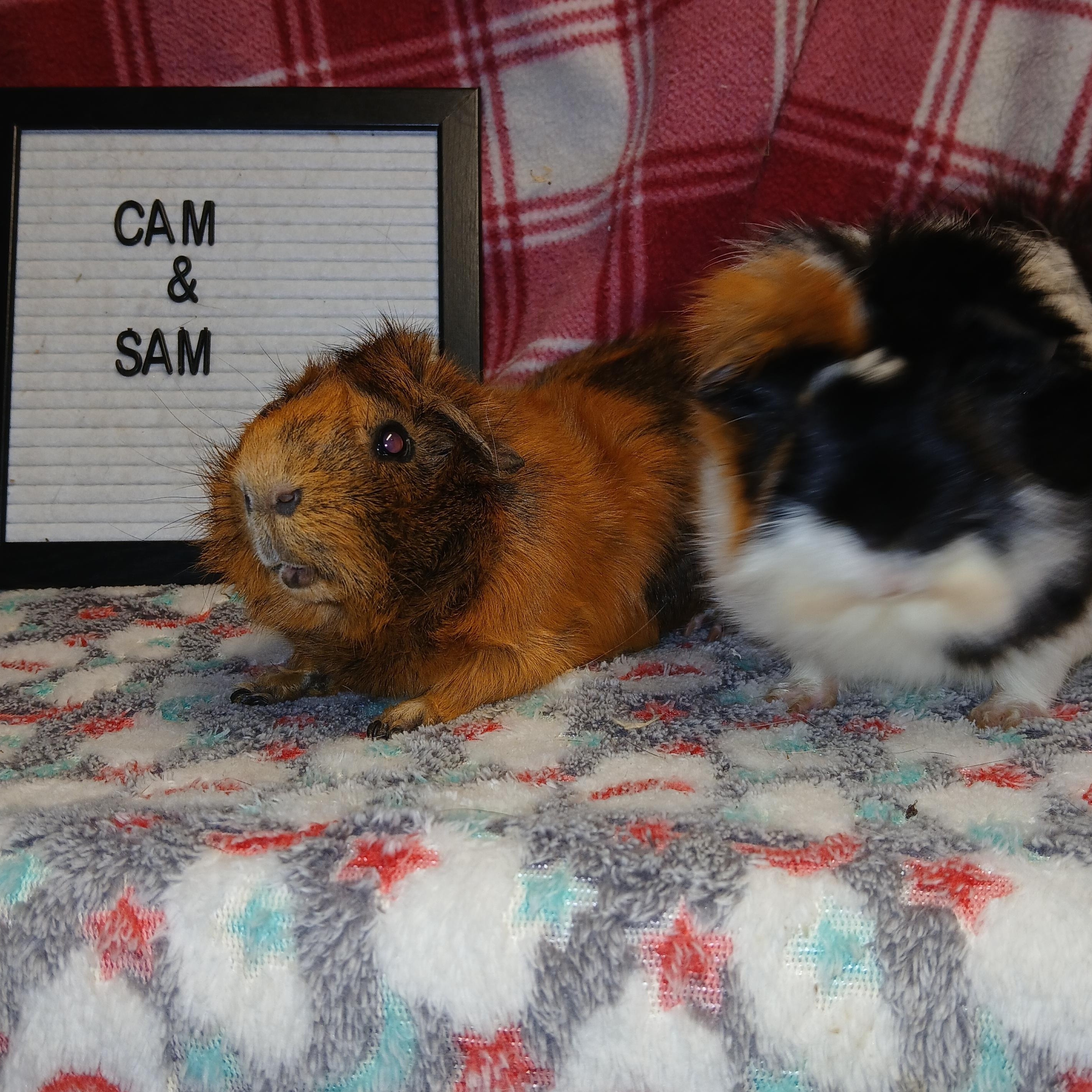 Sam and Cam, an adoptable Abyssinian in Dearborn, MO image 5/6