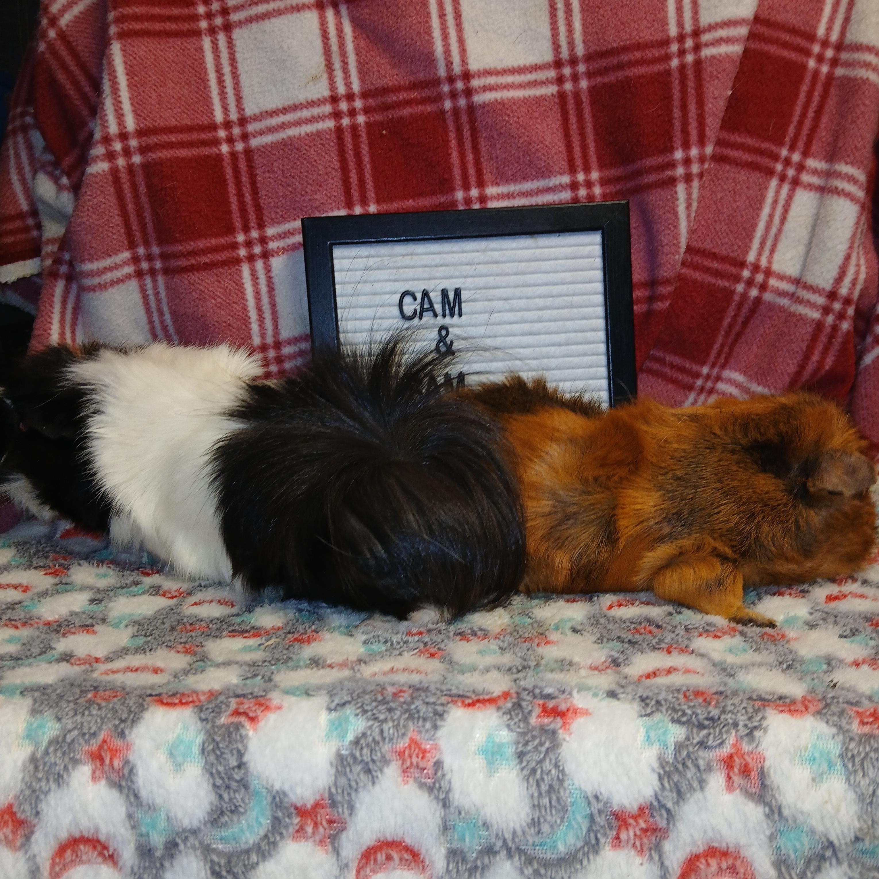 Sam and Cam, an adoptable Abyssinian in Dearborn, MO image 4/6